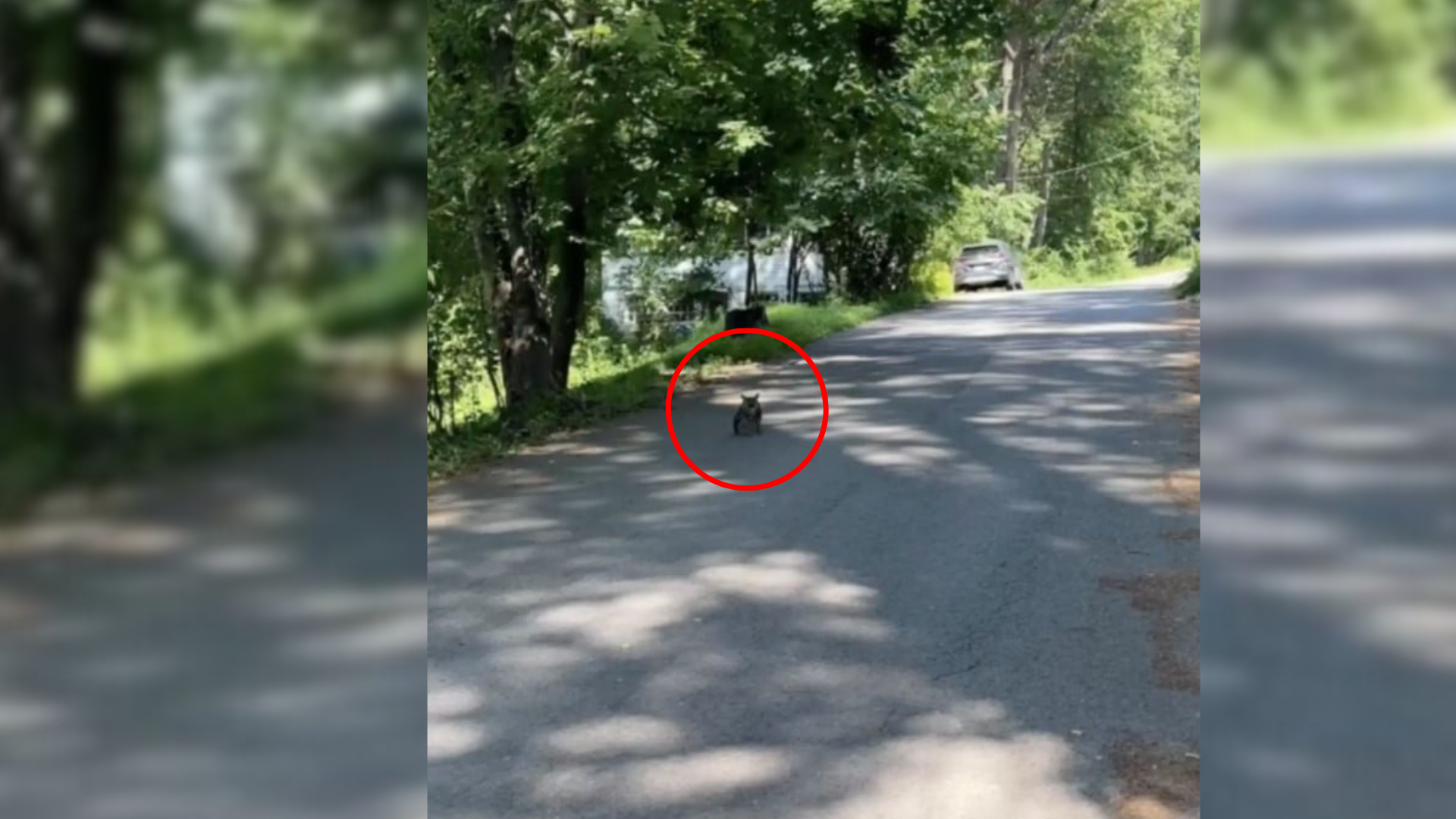 lost animal on the street