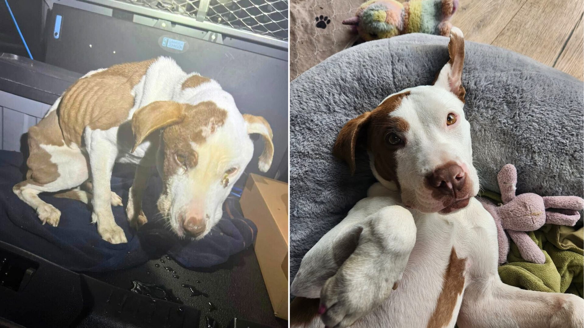 skinny dog before and after