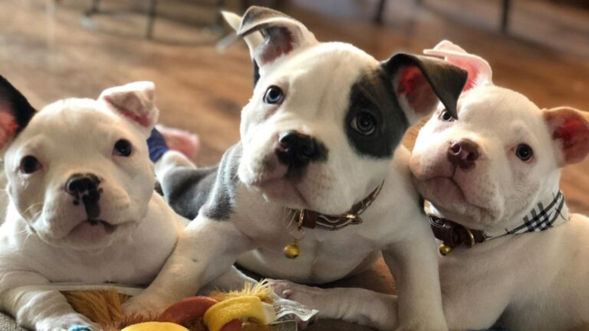three pittie puppies