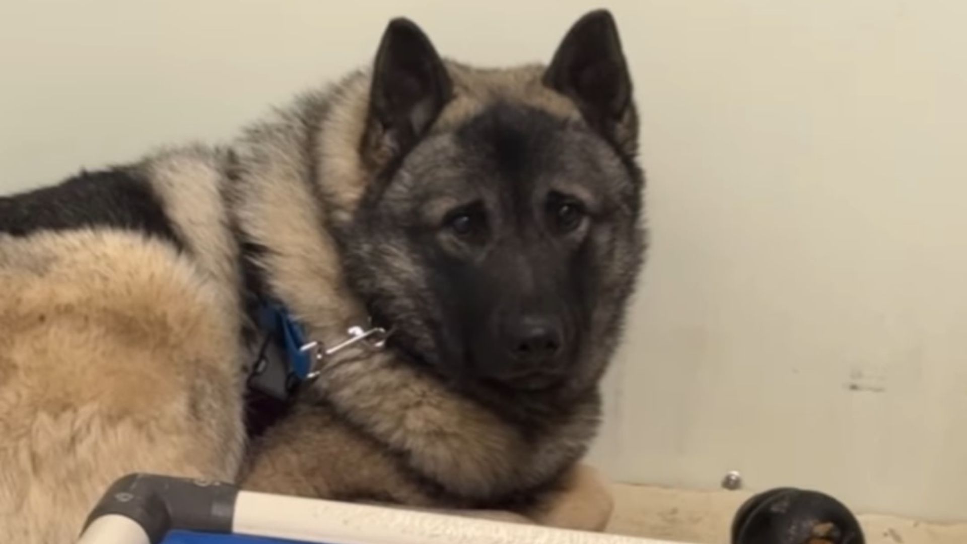 senior dog laying down