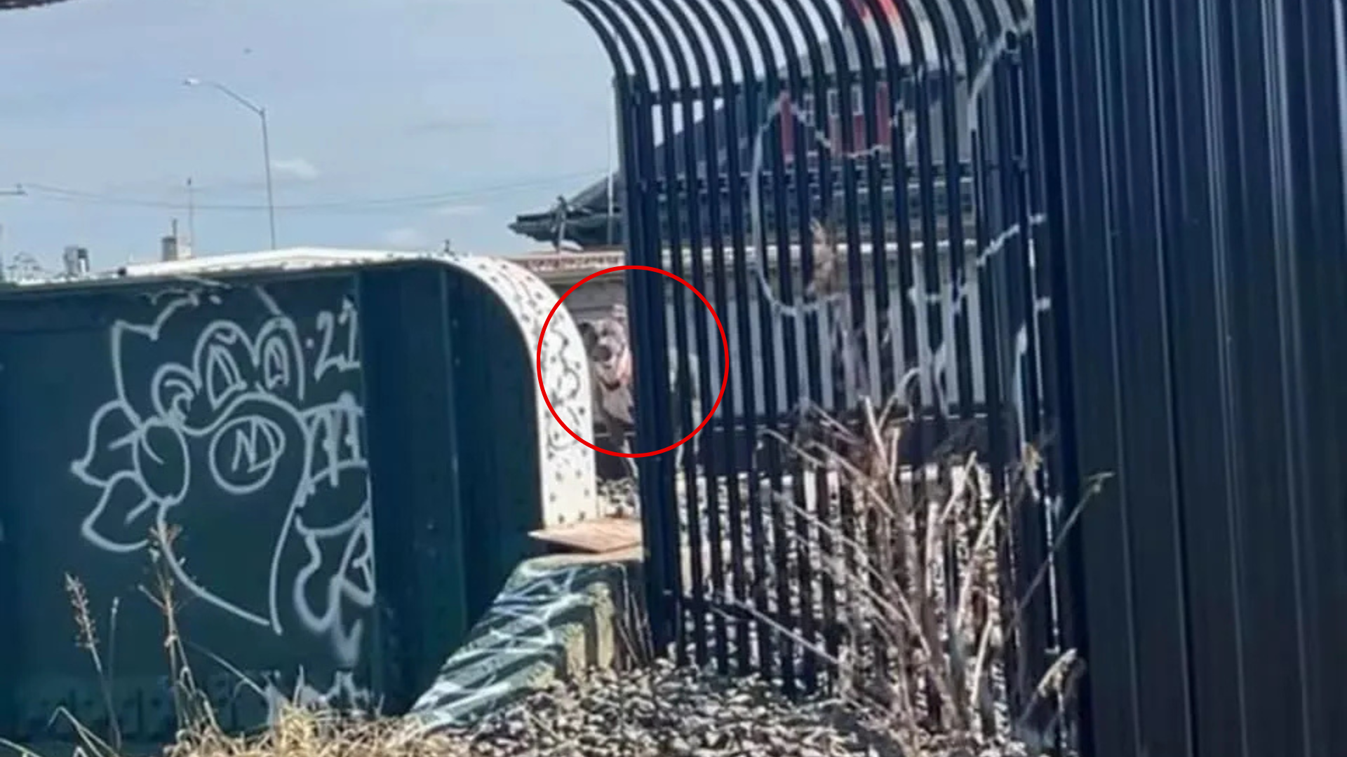 dog near train tracks