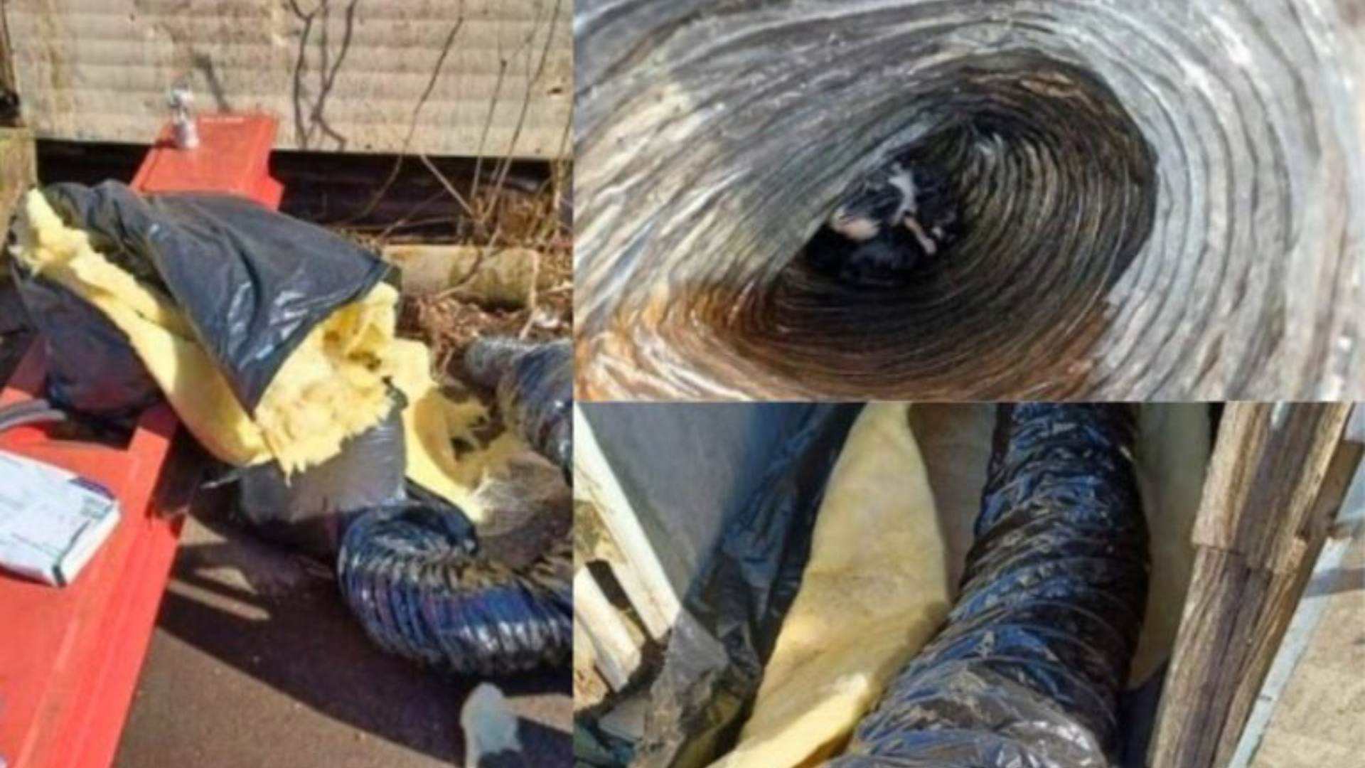 animal rescue from pipes