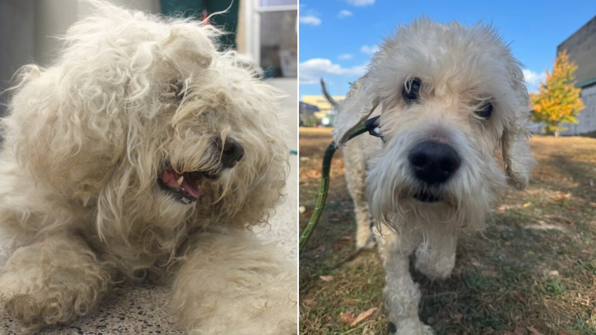white dog before and after
