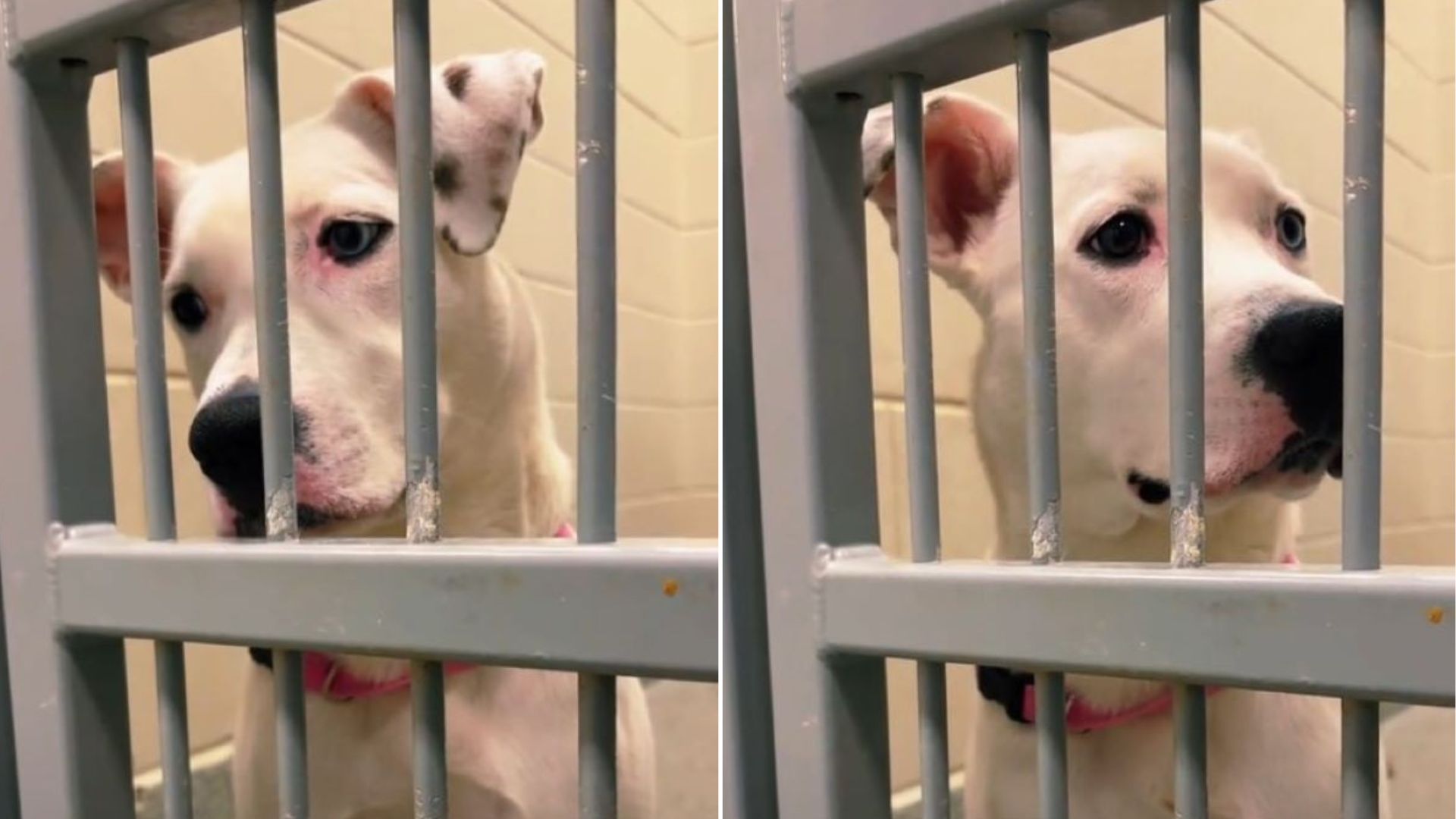 sweet dog in shelter