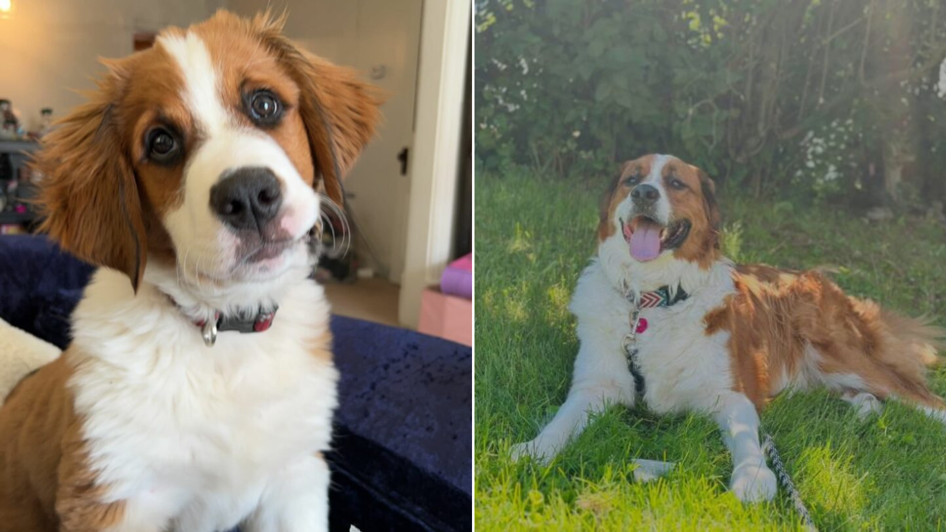 puppy grown up before and after