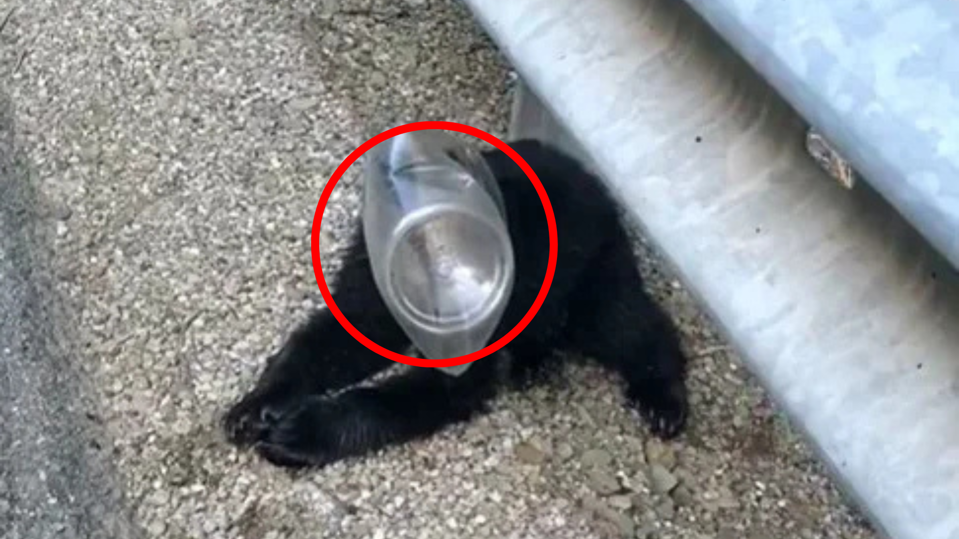 small animal with head stuck in a jar