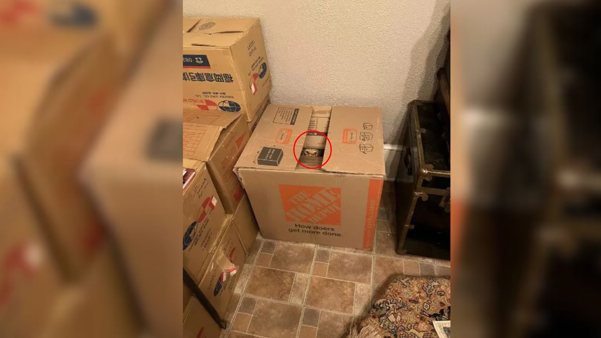 Pennsylvania Woman Opens One Unsealed Box And Realizes A Full Grown Cat Moved In With Her