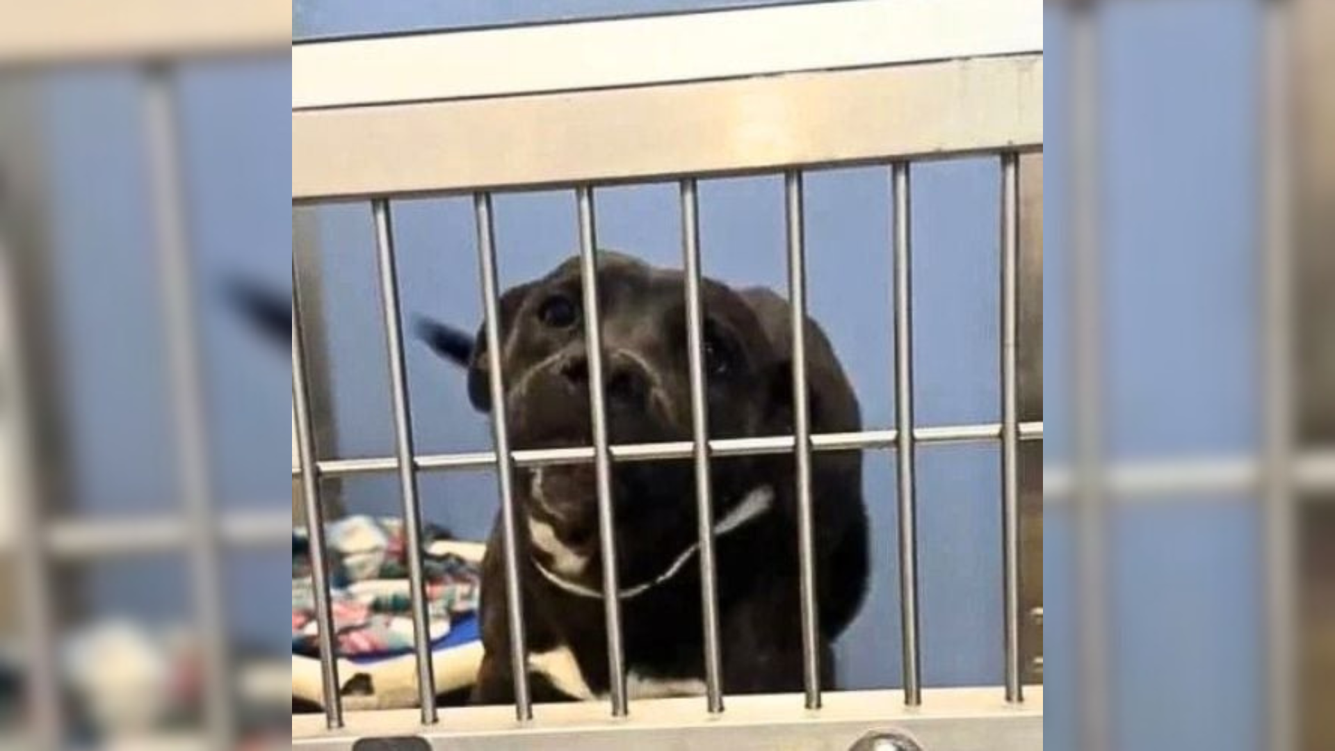 black dog in a kennel