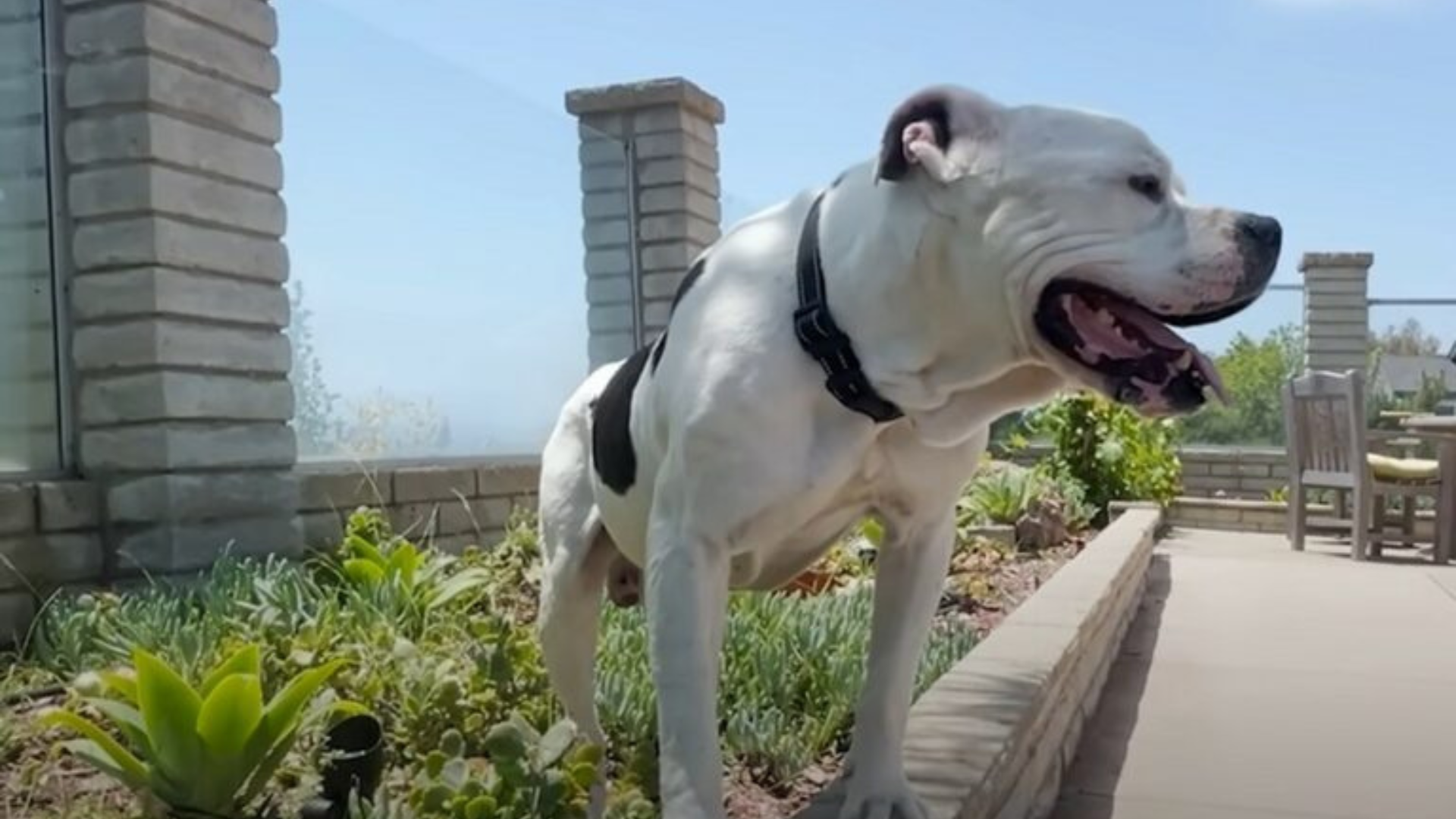 white dog enjoying outdoors