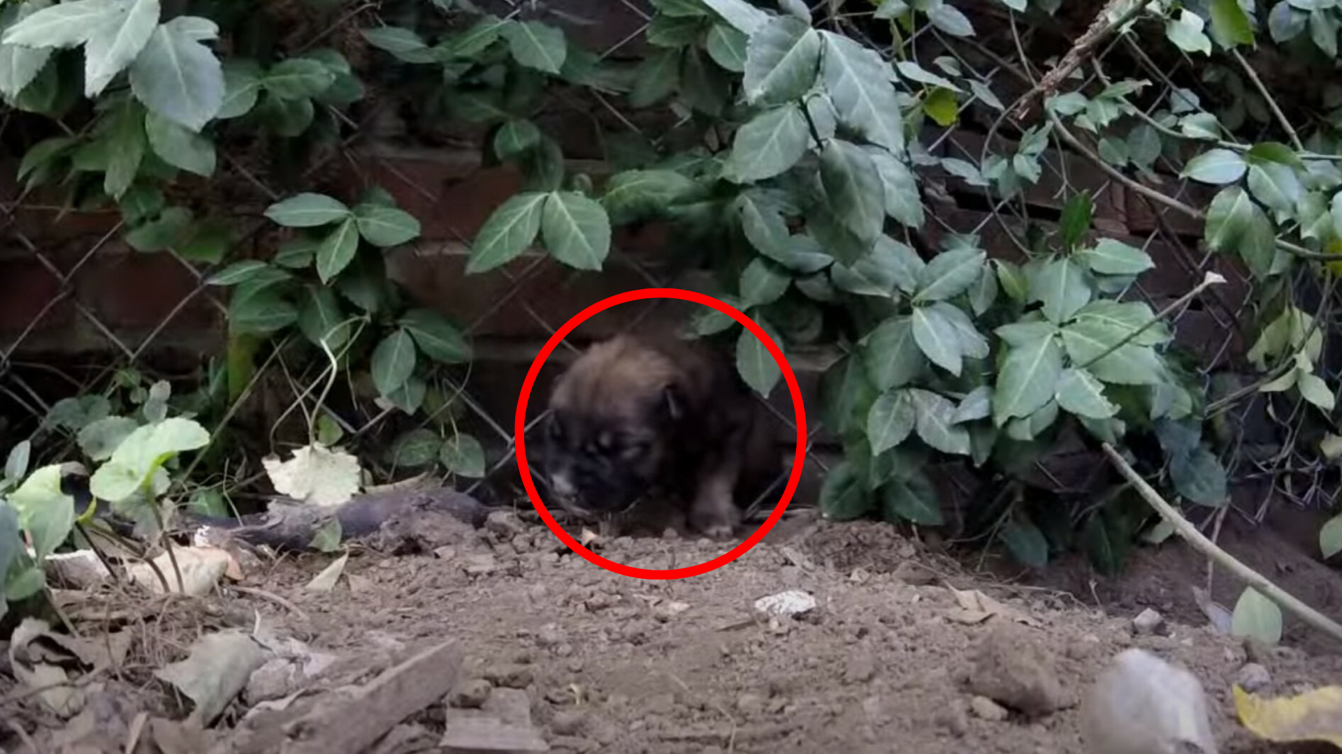 puppy hiding in bushes