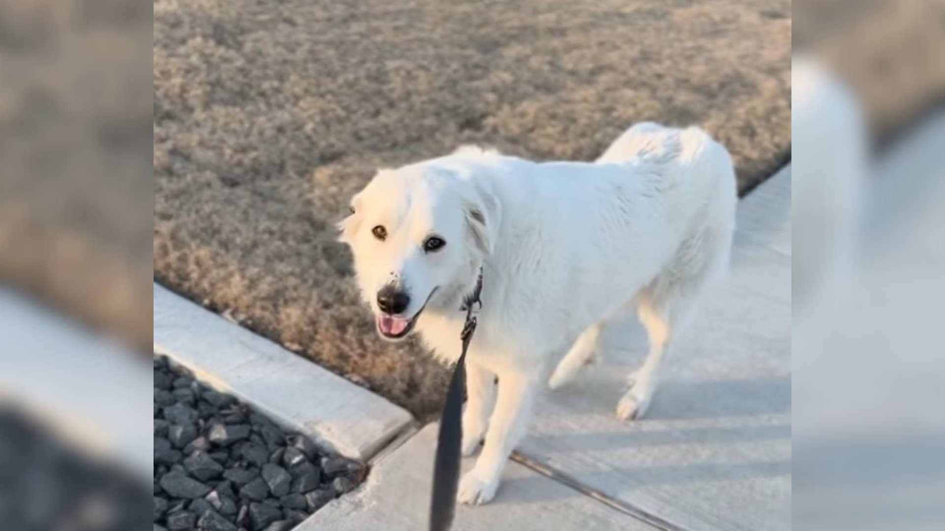 white dog on a leash
