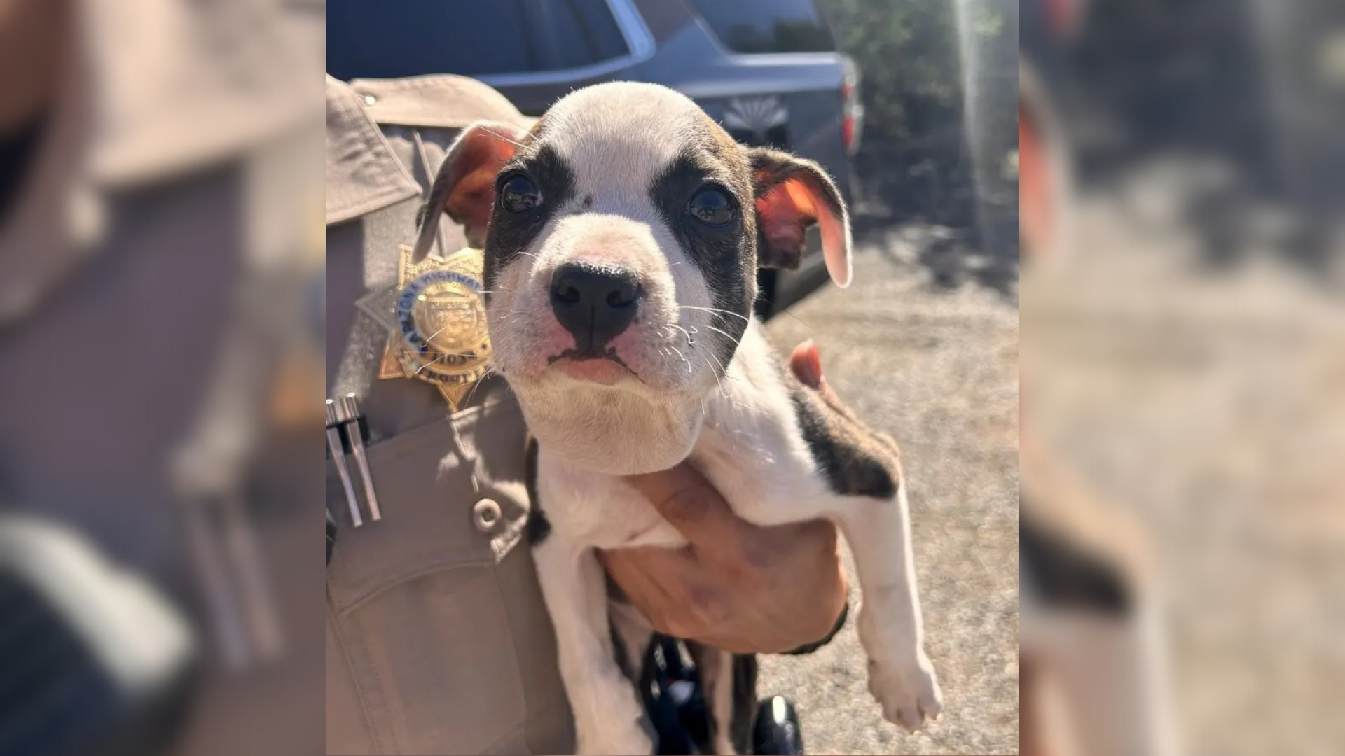 person holding puppy