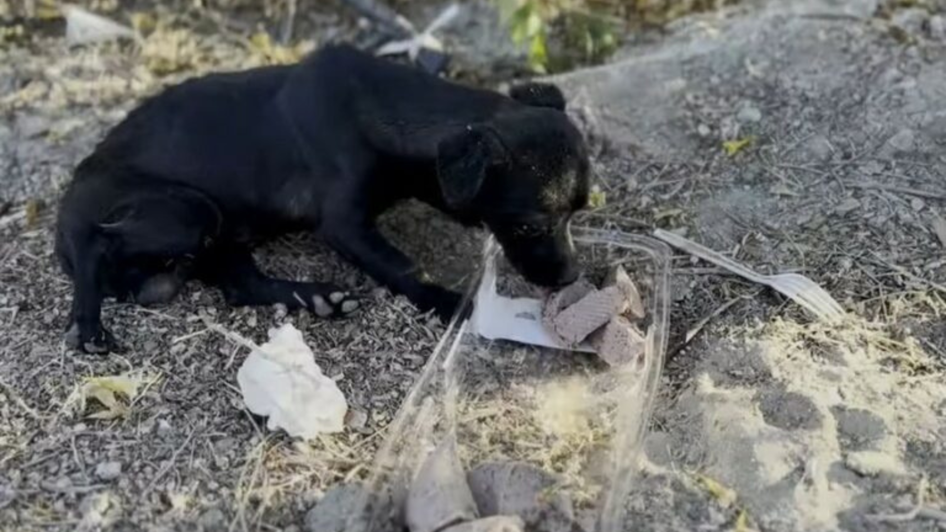 black stray puppy