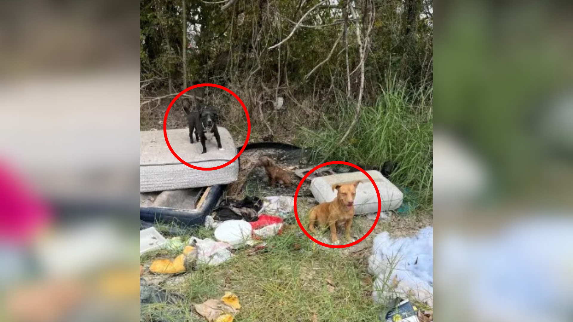 dogs on a pile of trash