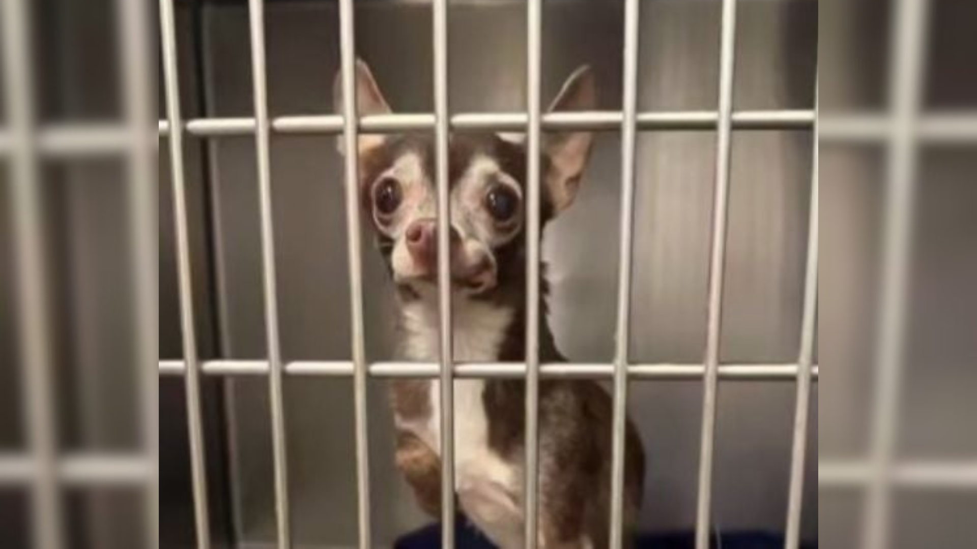 small dog behind shelter bars