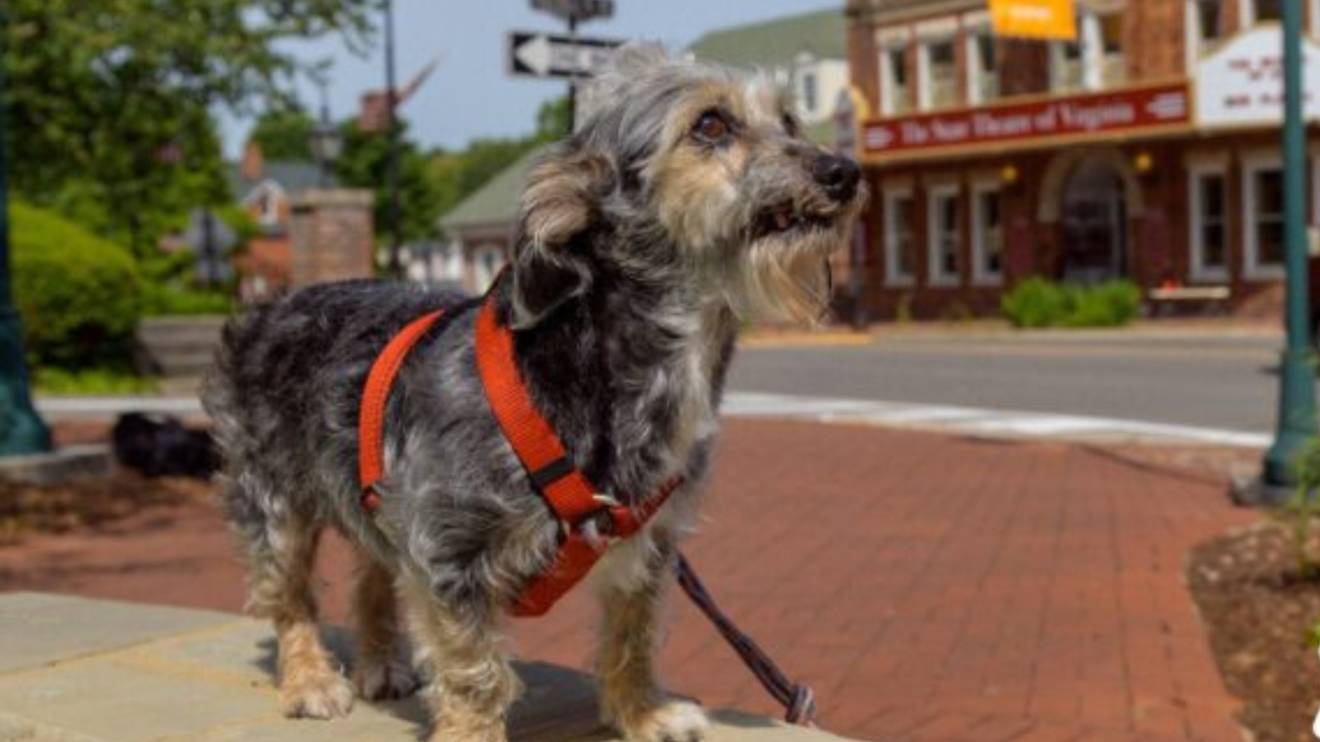 dog on a leash in small town