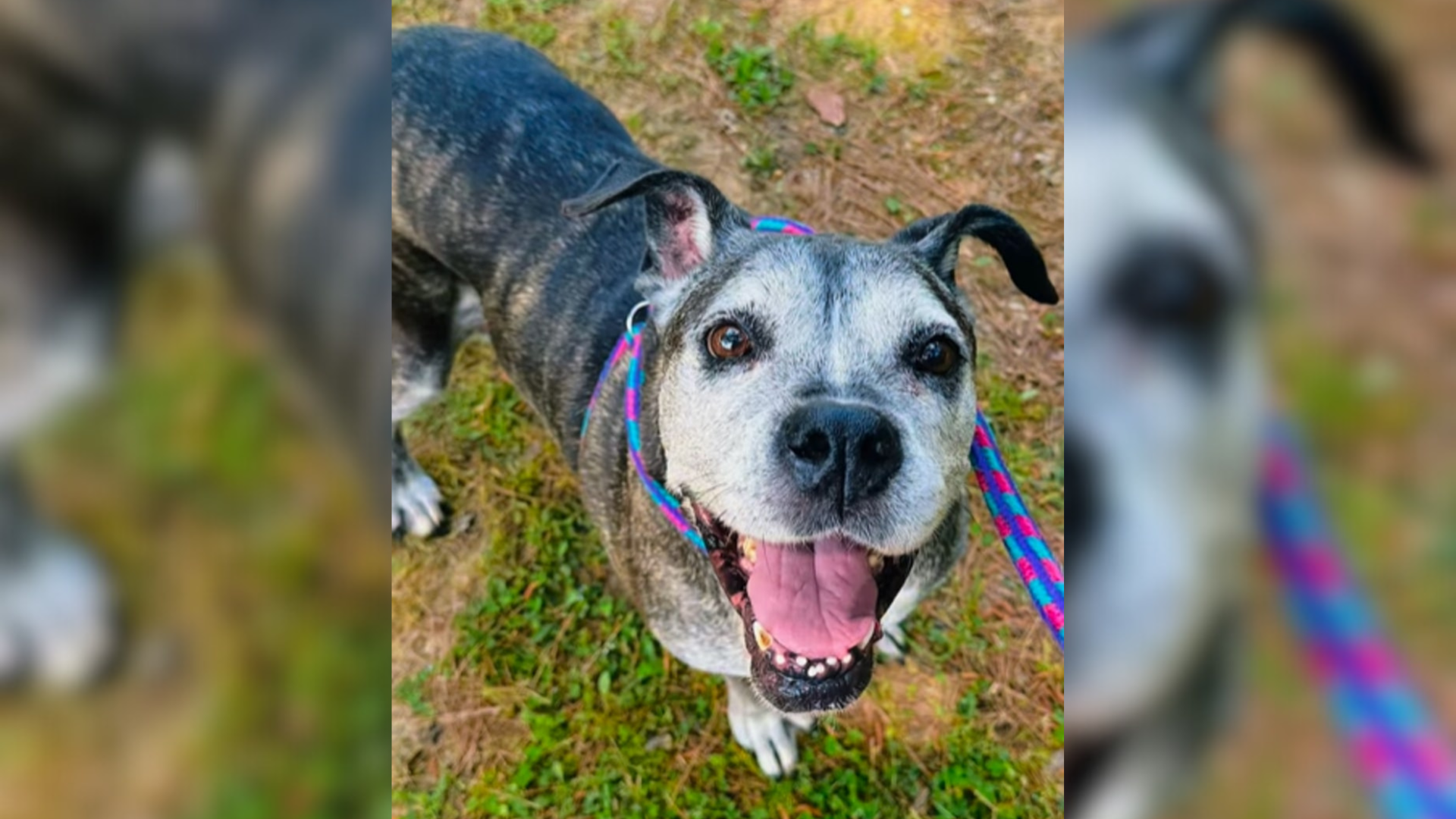 smiling senior dog