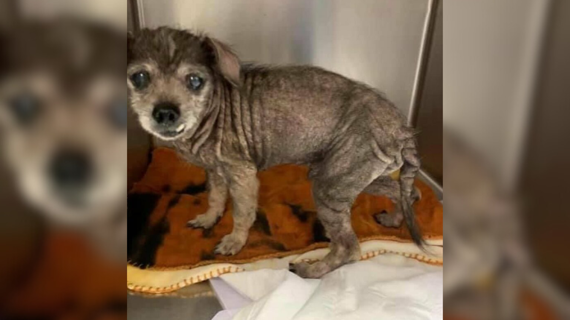 senior dog in shelter