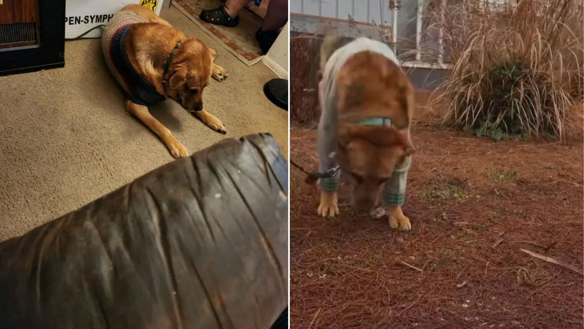 abandoned senior dog