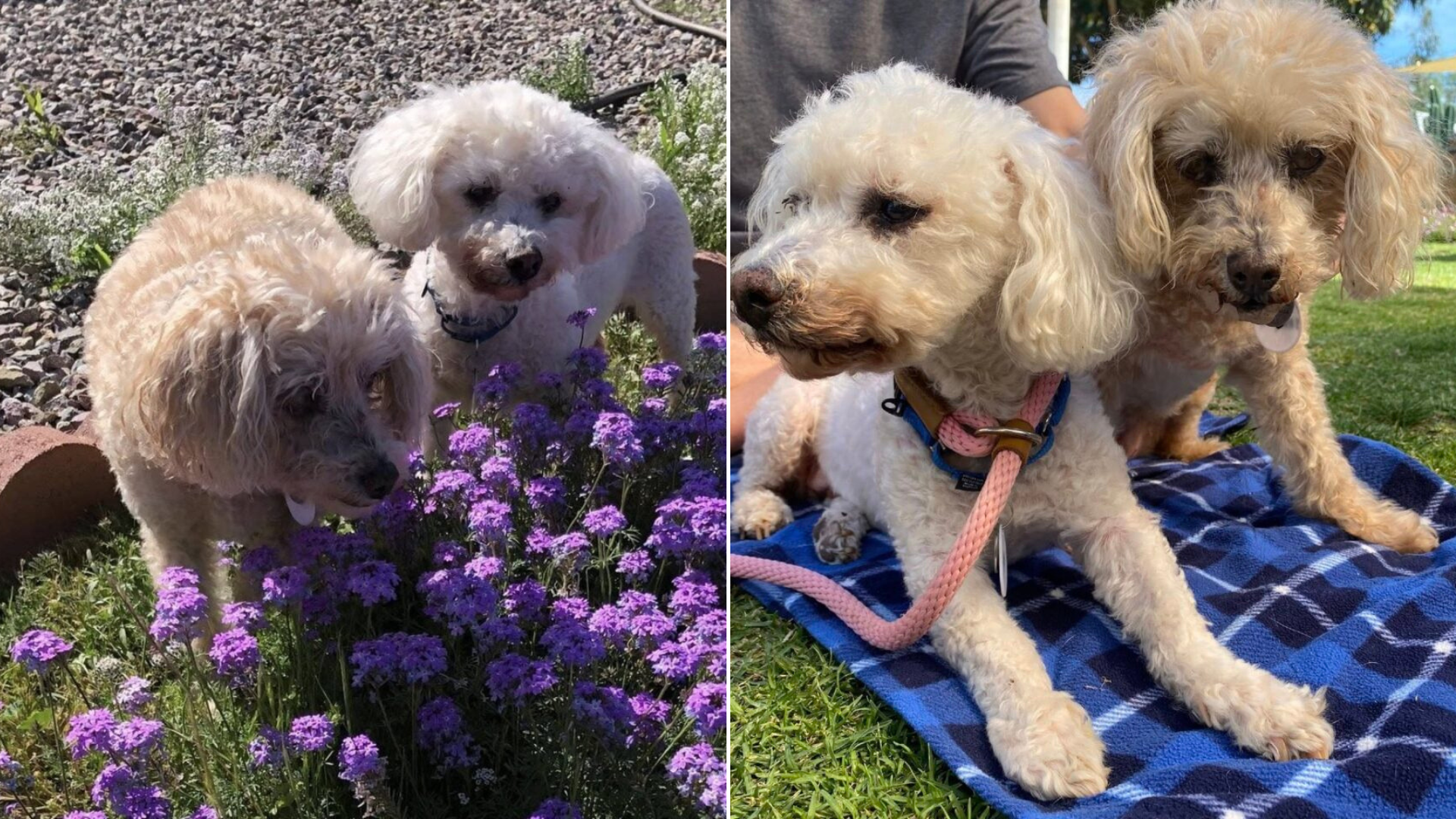 two poodles outdoors