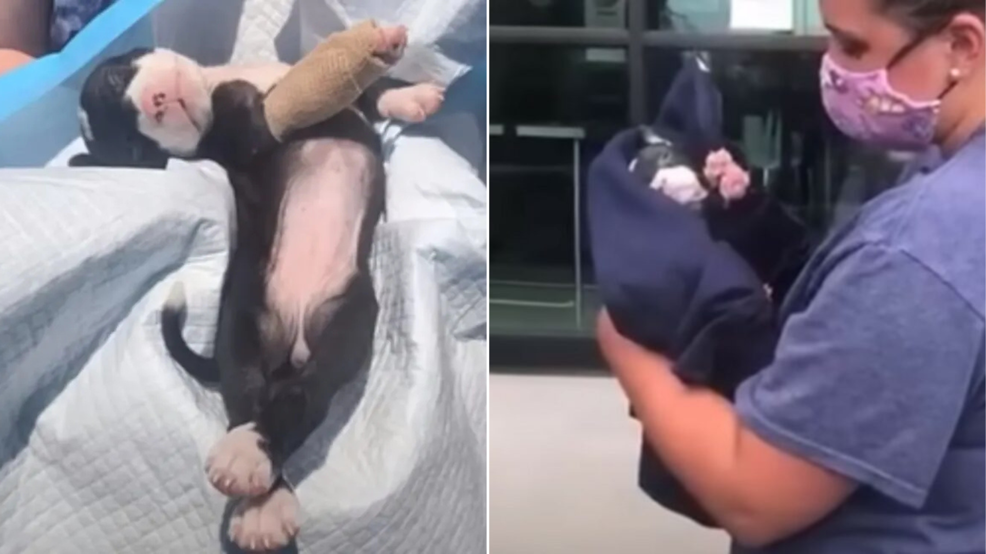 small puppy at the vet