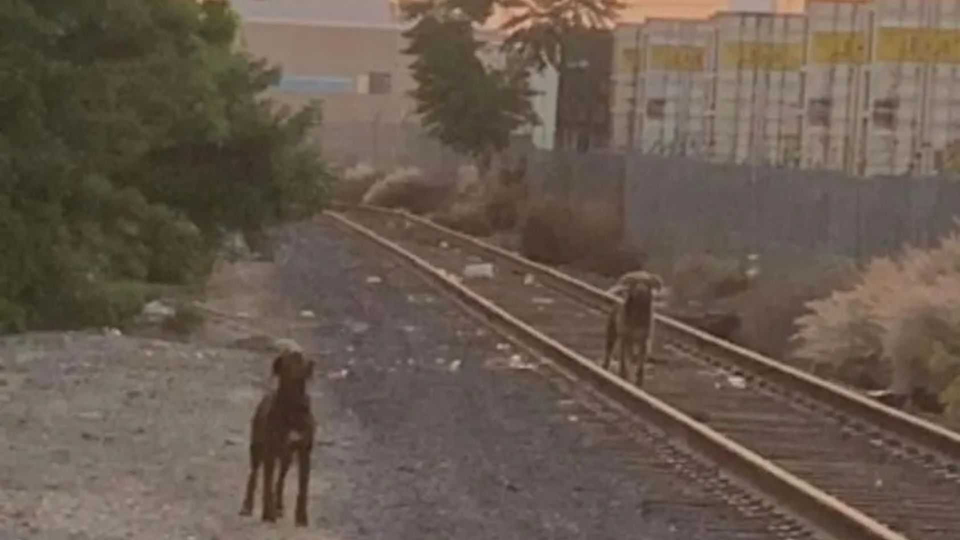 two dogs on train rails