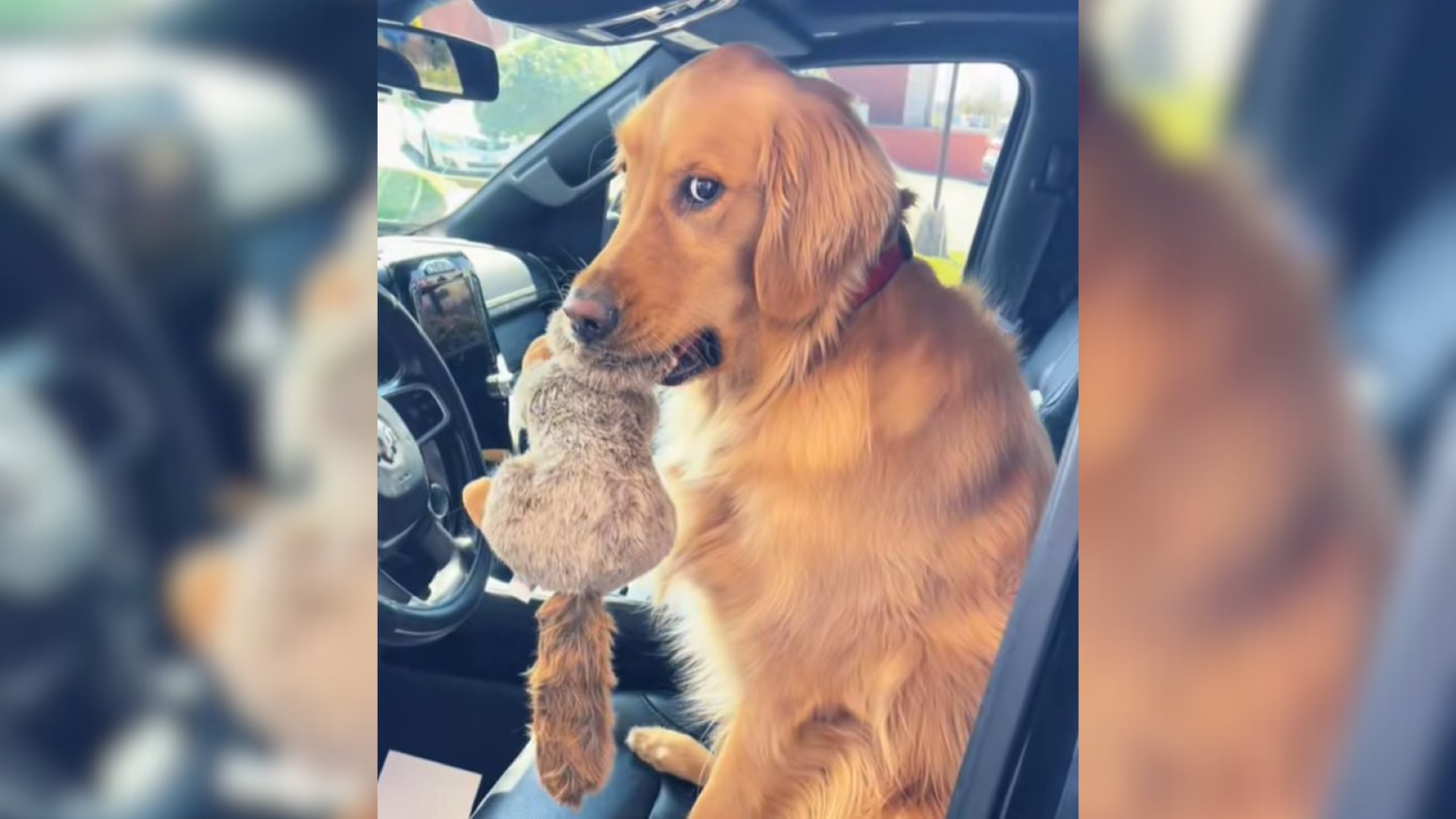 dog in car with toy