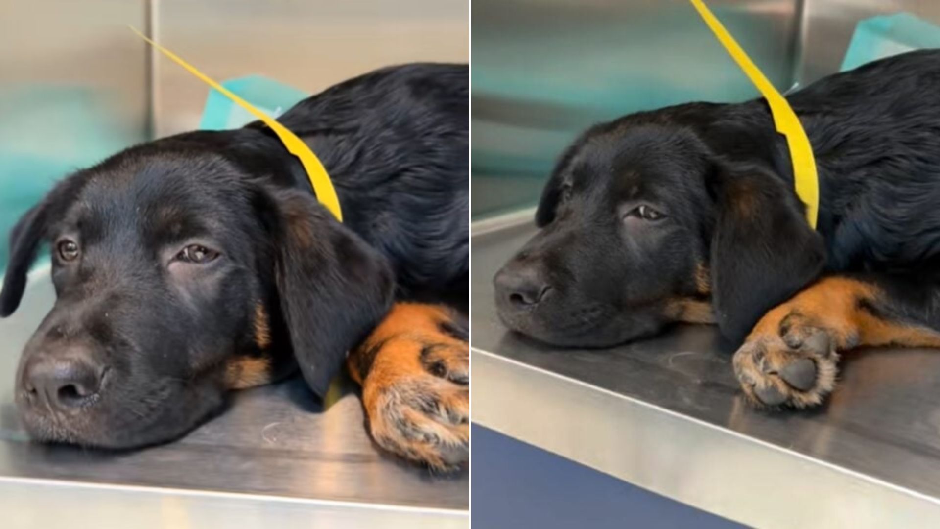 black dog laying down