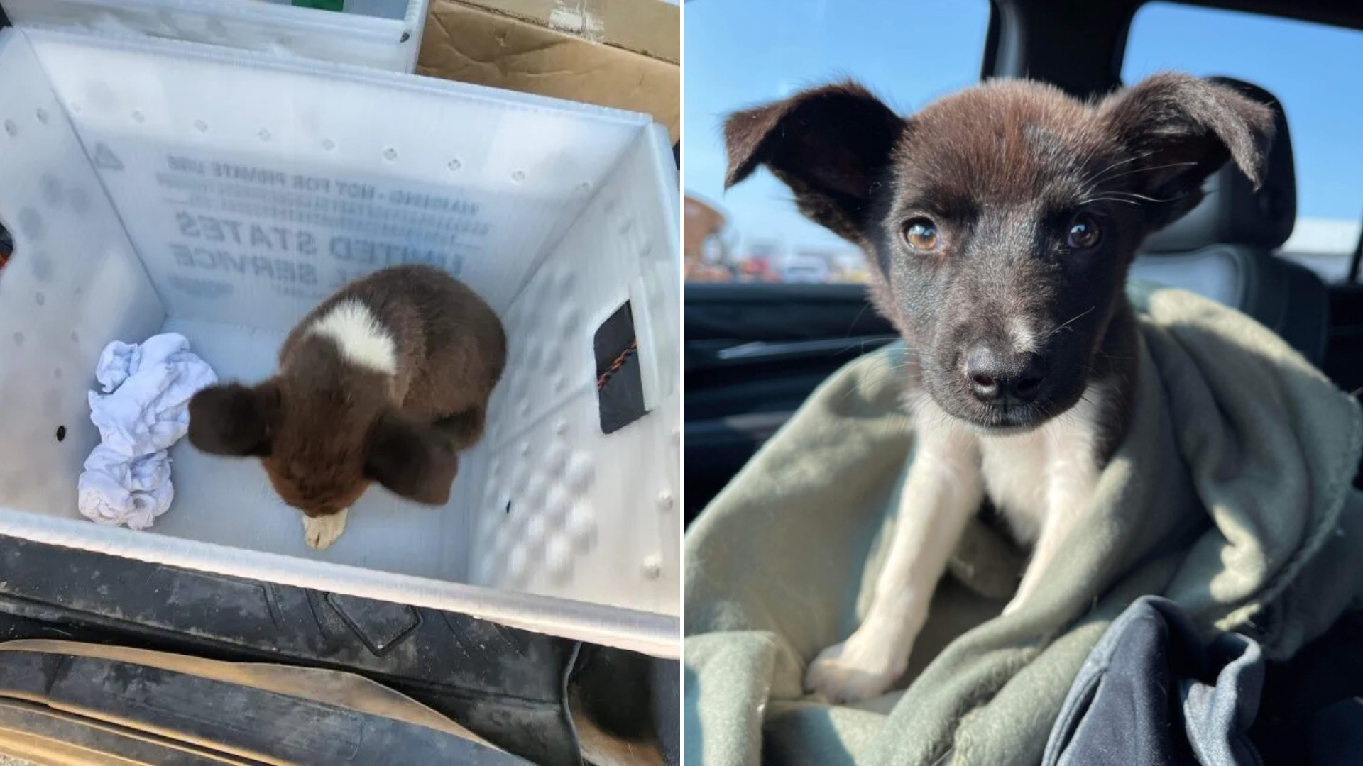cute puppy in a box and in car