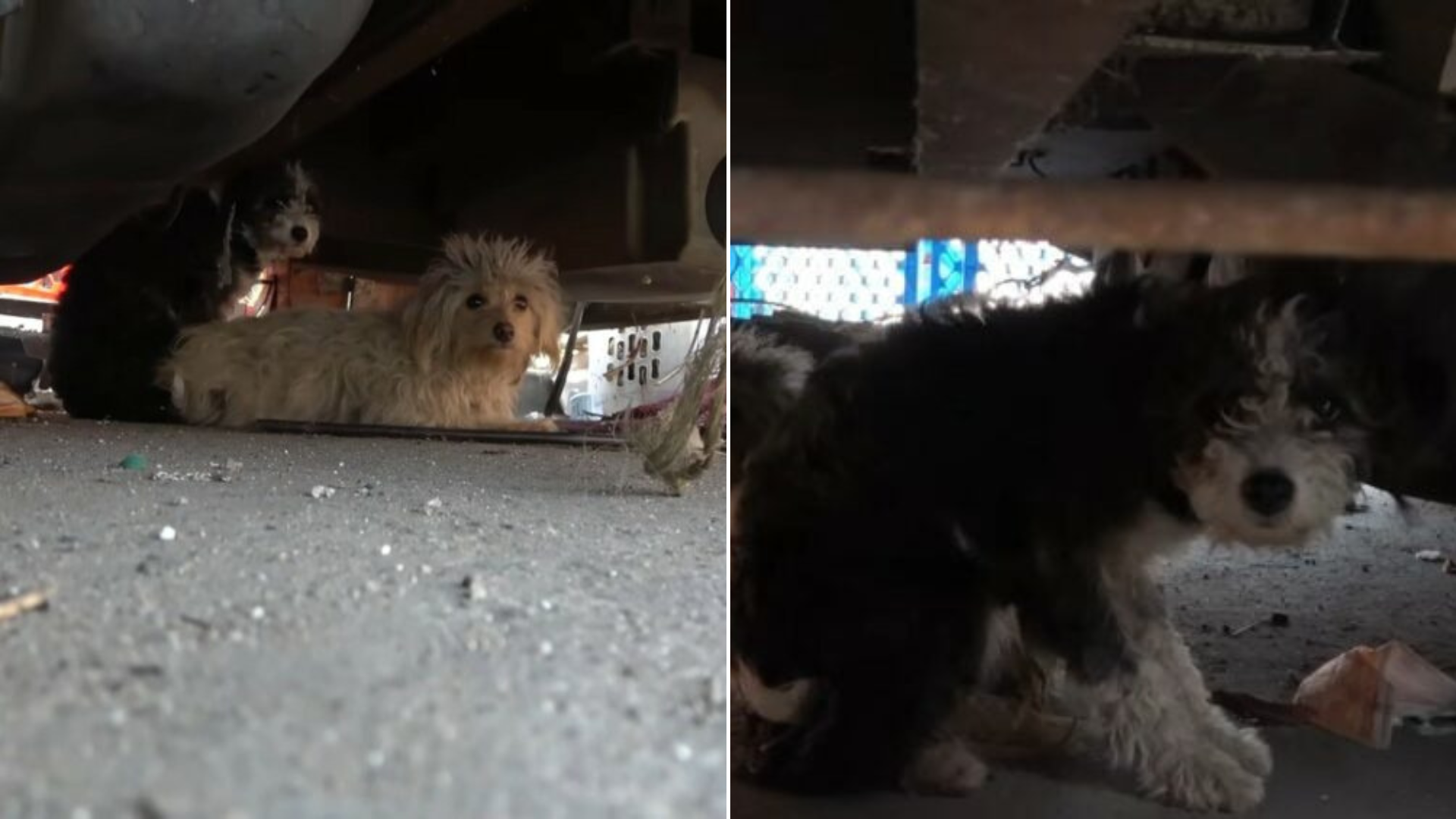 dog hiding under vehicle