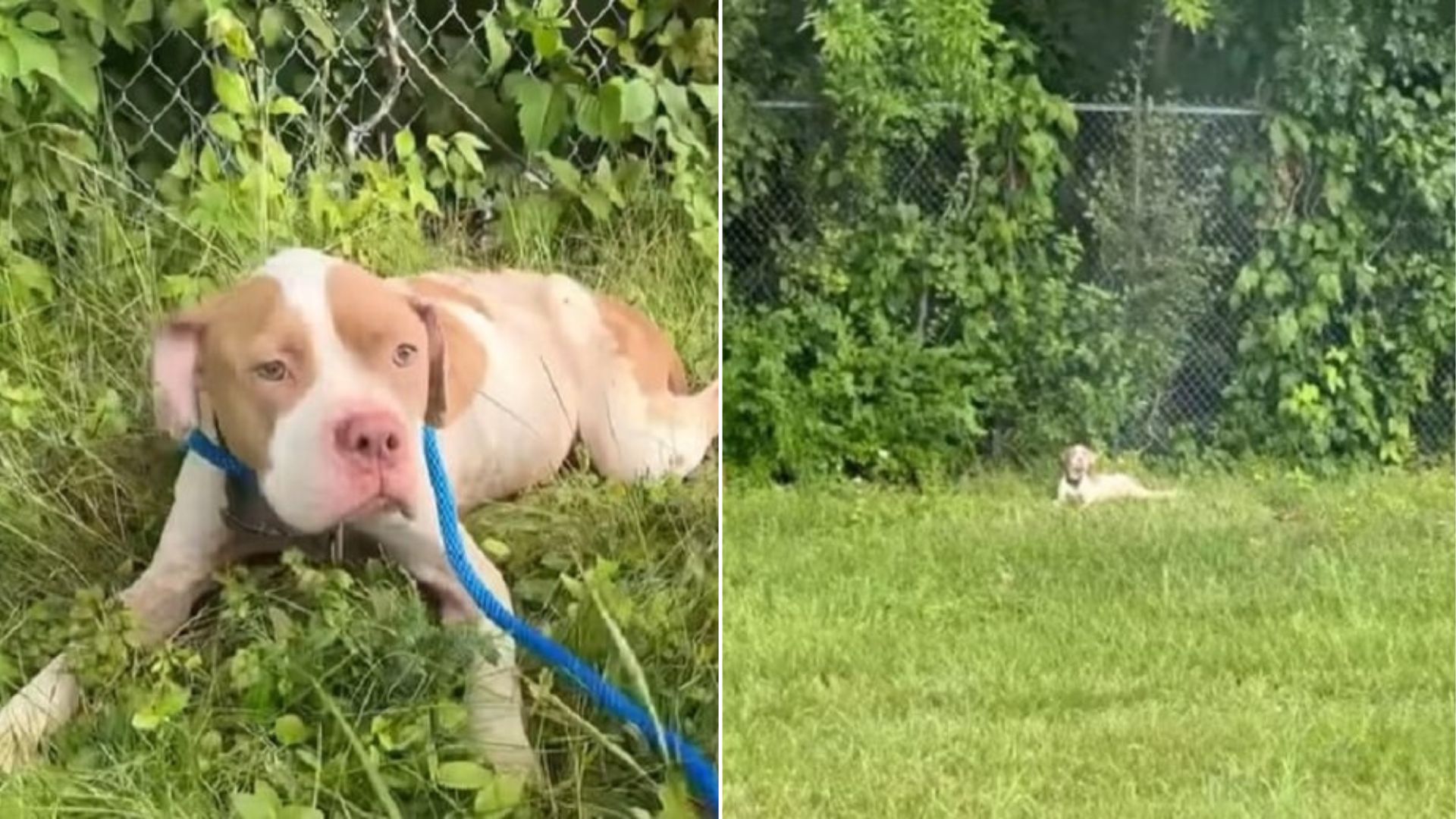 stray dog laying down