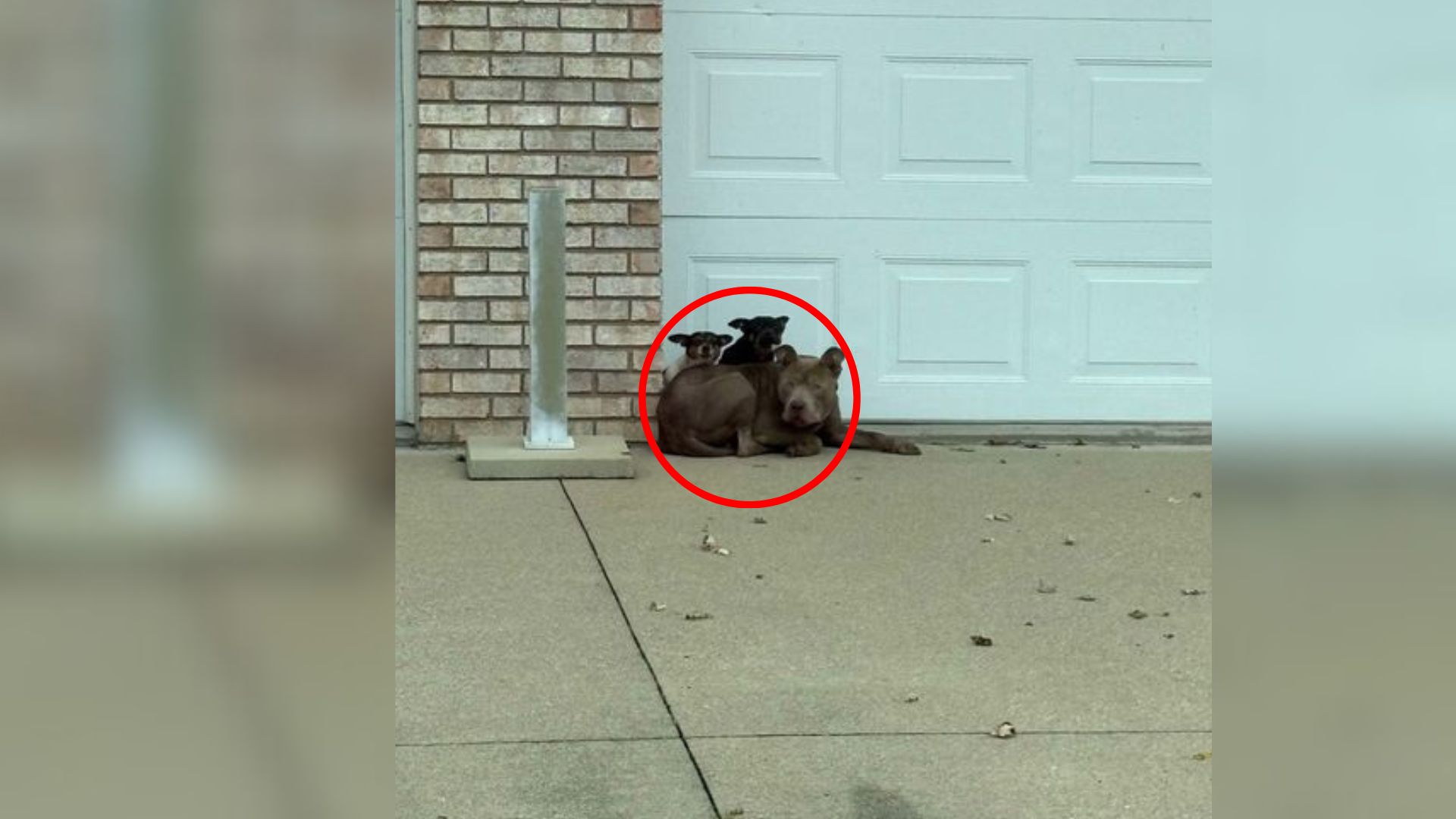 stray mother dog with puppies