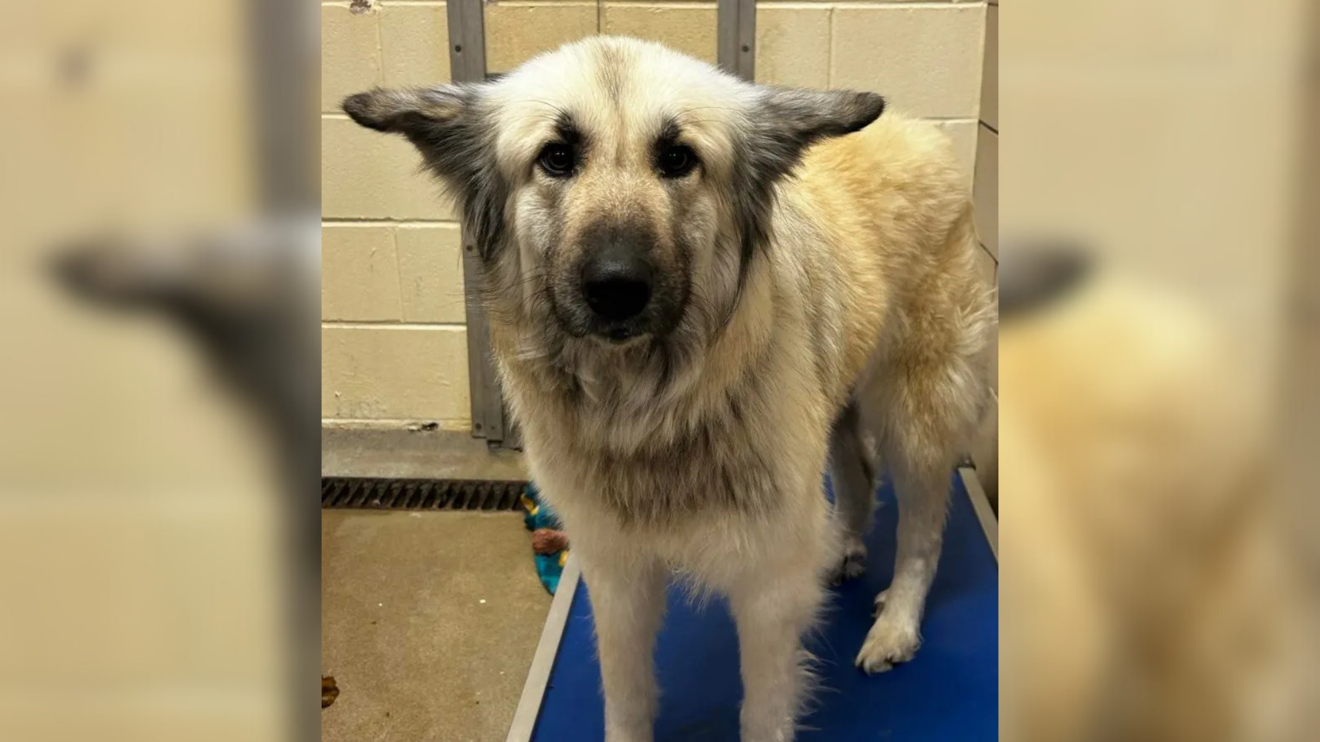 sad dog in shelter