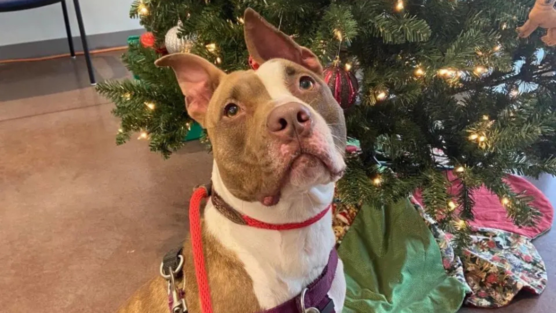 dog next to christmas tree