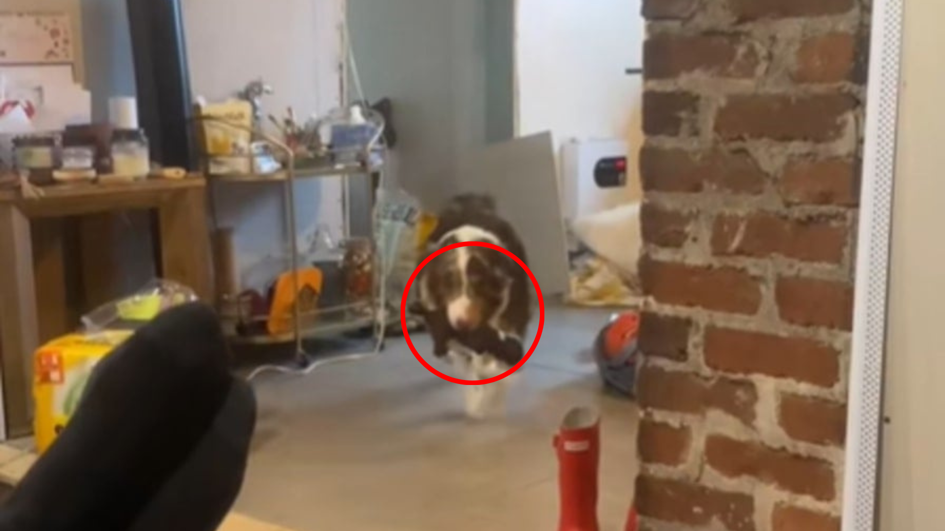 mom dog carrying puppy