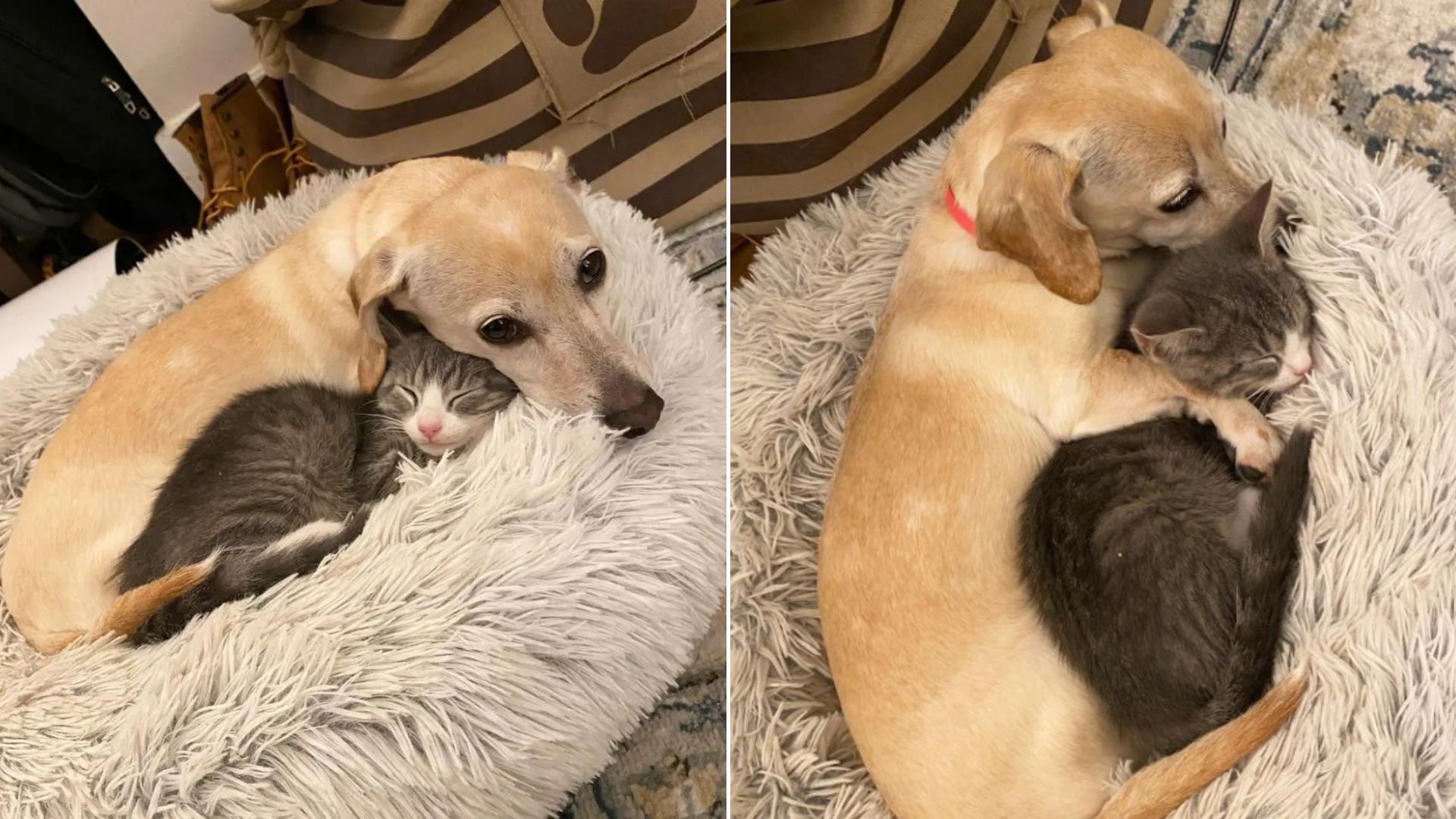 cat and dog laying down