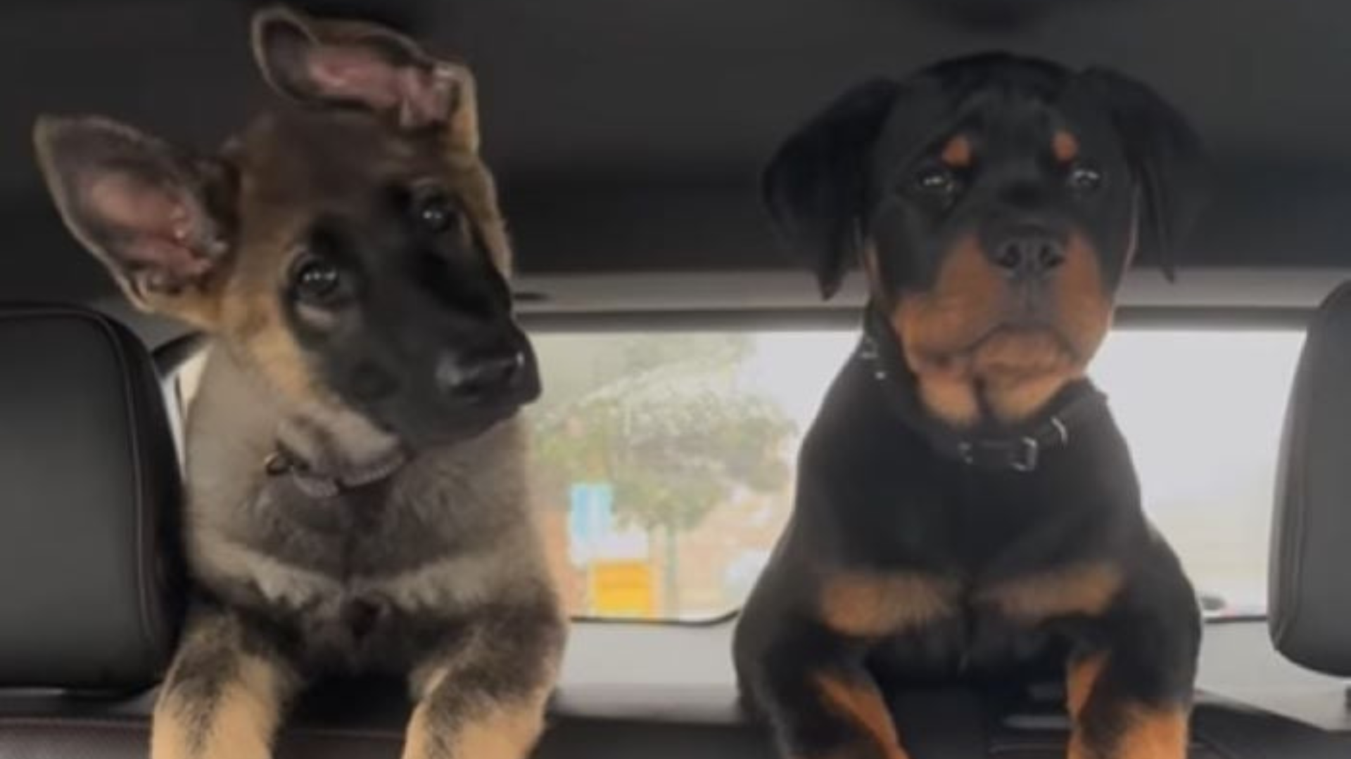 two dogs riding in car