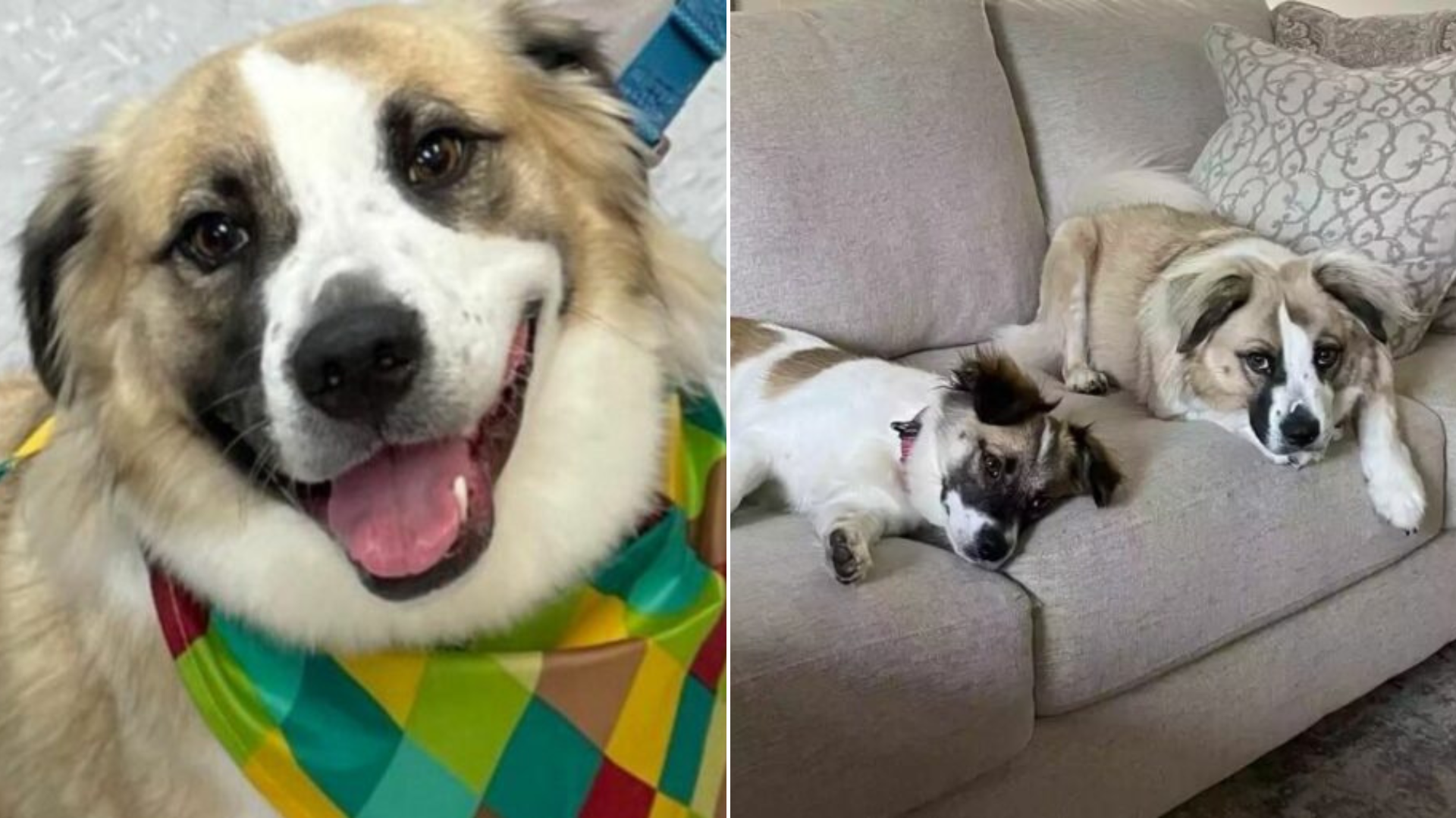 smiling dog lying on couch