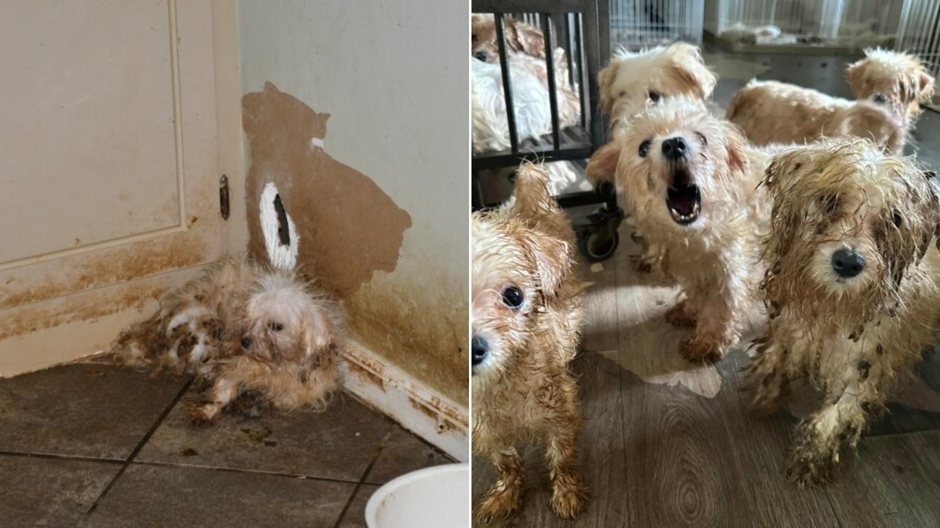 small dogs in horrible conditions