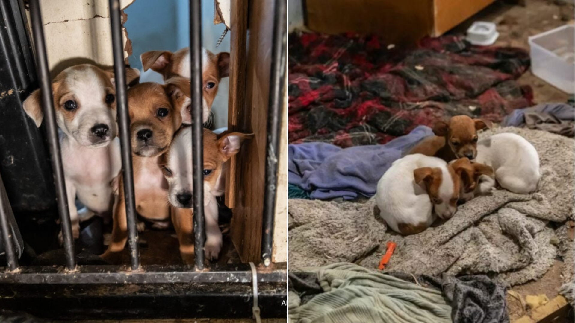 neglected dogs rescued