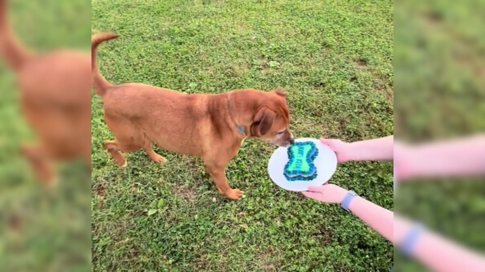 dog celebrating birthday with cake