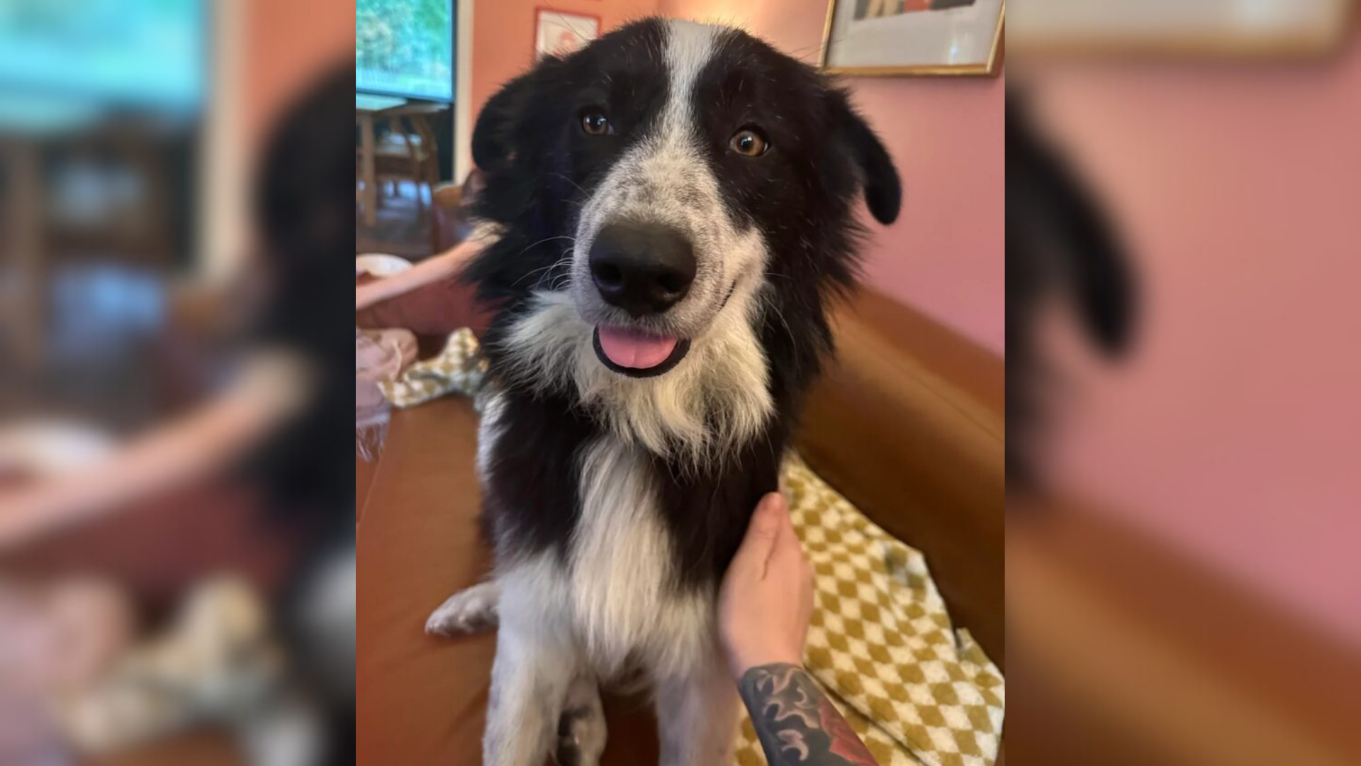 black and white dog sitting on bed