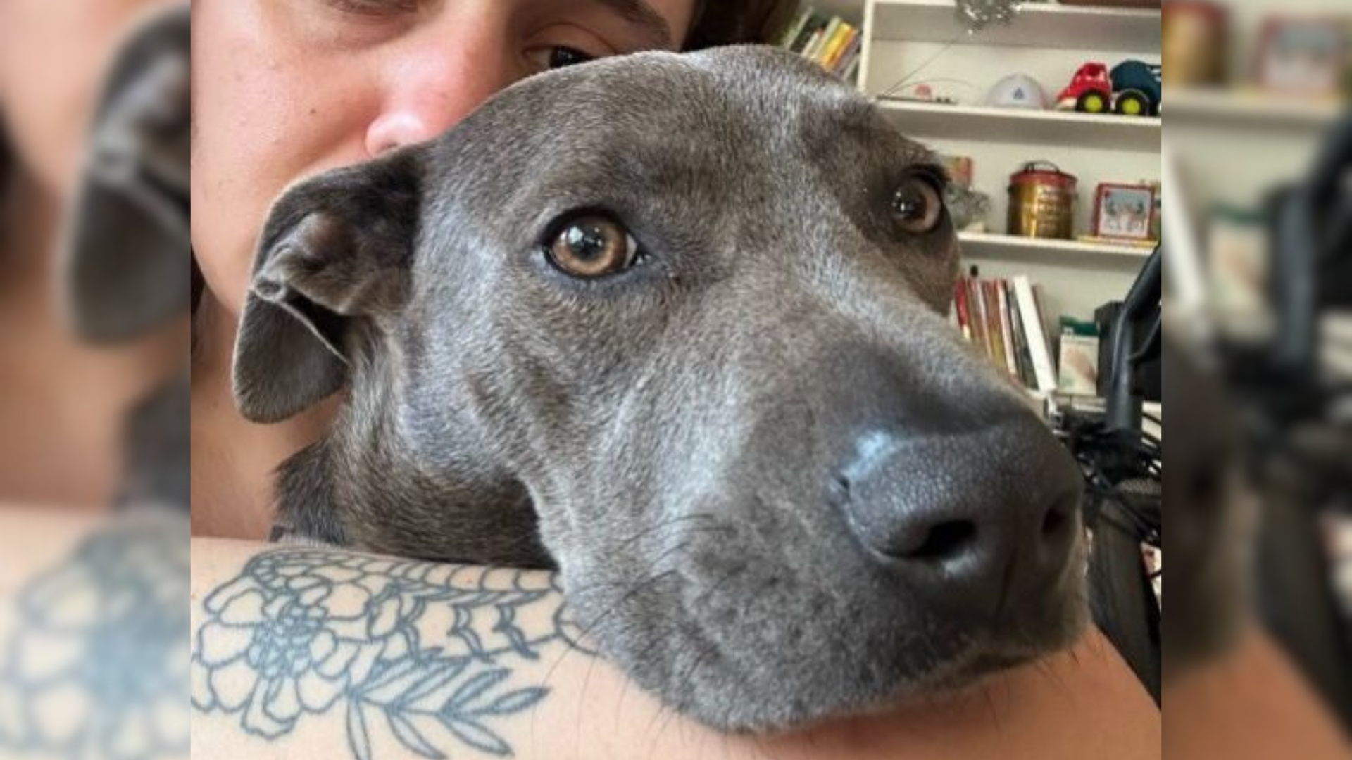 black dog cuddling with parent