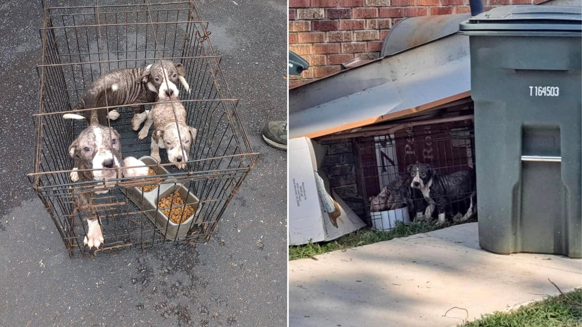 tiny puppies in garbage
