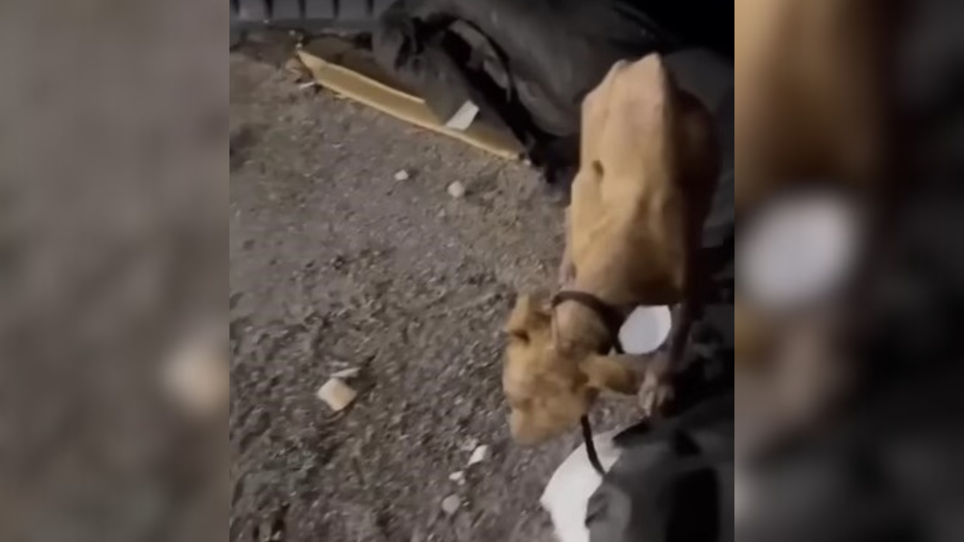 emaciated dog in the street