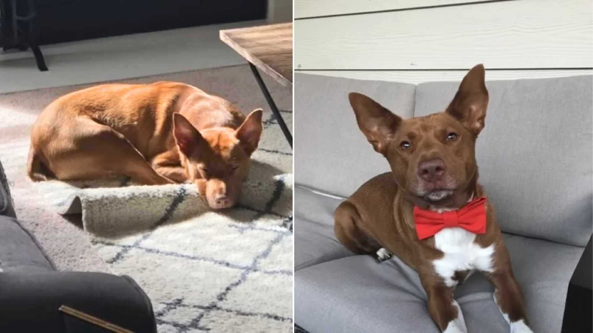 small brown dog in shelter