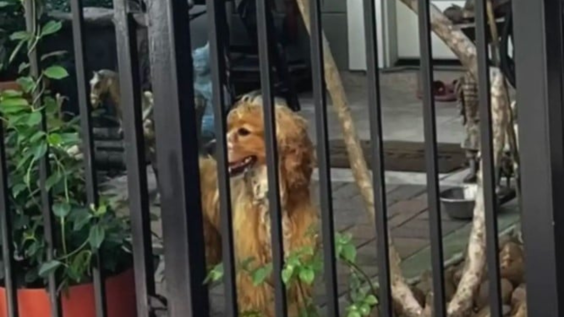 dog confined outdoors