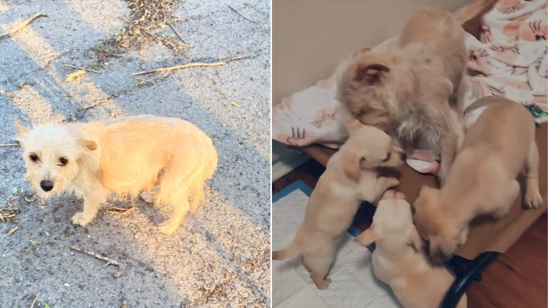 dog mom and her puppies