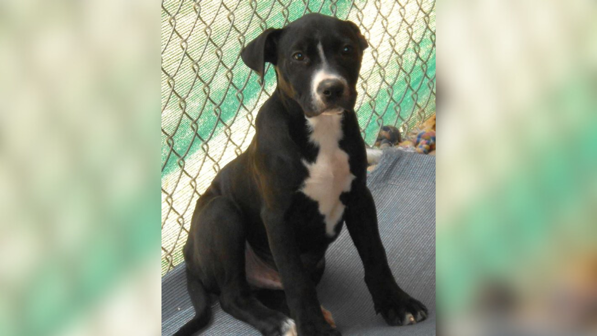 black dog in a shelter