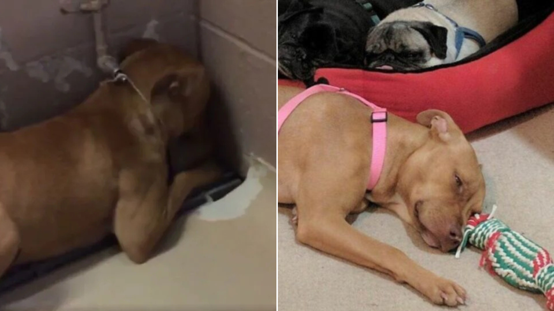 brown dog lying down